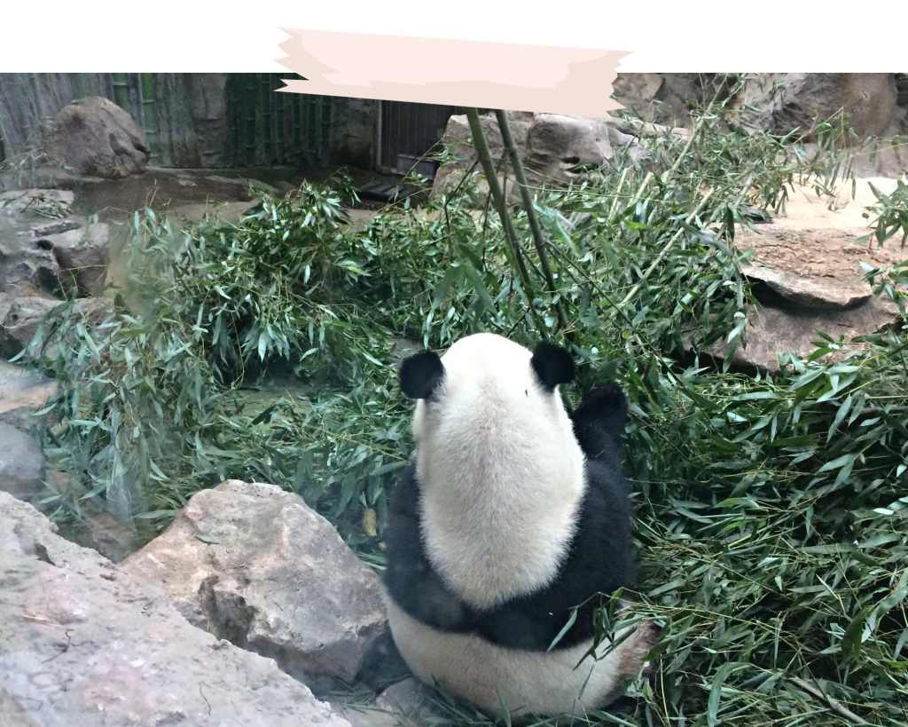 De Pékin à la Grande Muraille de Chine : 4 jours dans cette capitale, chargée d&rsquo;histoire